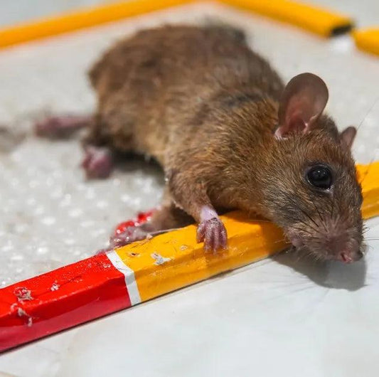 Photo d'un rongeur sur une plaque de glue