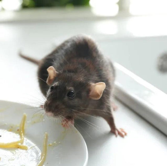 Photo d'un rat près d'une assiette pour illustrer les erreurs à éviter pour prévenir une infestation.