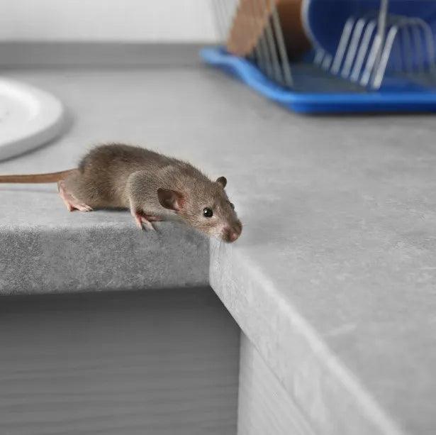 Souris sur un plan de travail de cuisine
